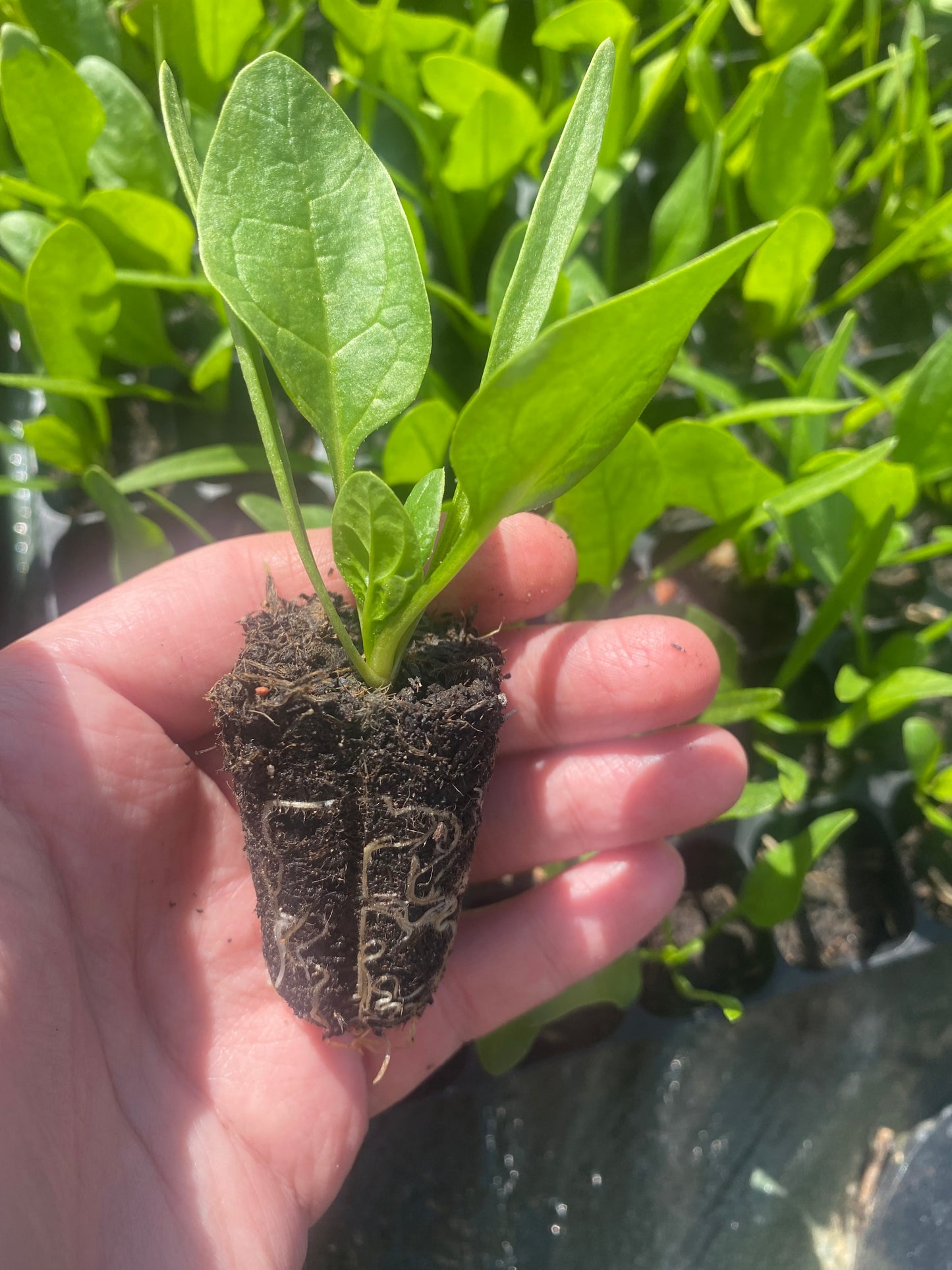 Salad Plug Plant Collection – Lettuce, Rocket, Spinach & Mustard | Perfect for Pots & Small Gardens