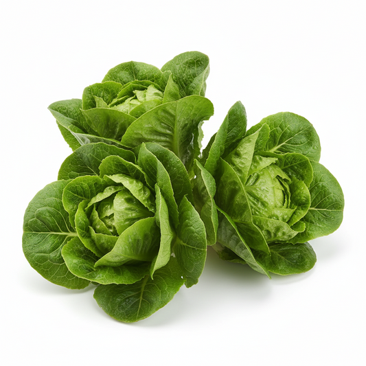 Salad Plug Plant Collection – Lettuce, Rocket, Spinach, Chive & Mustard | Perfect for Pots & Small Gardens