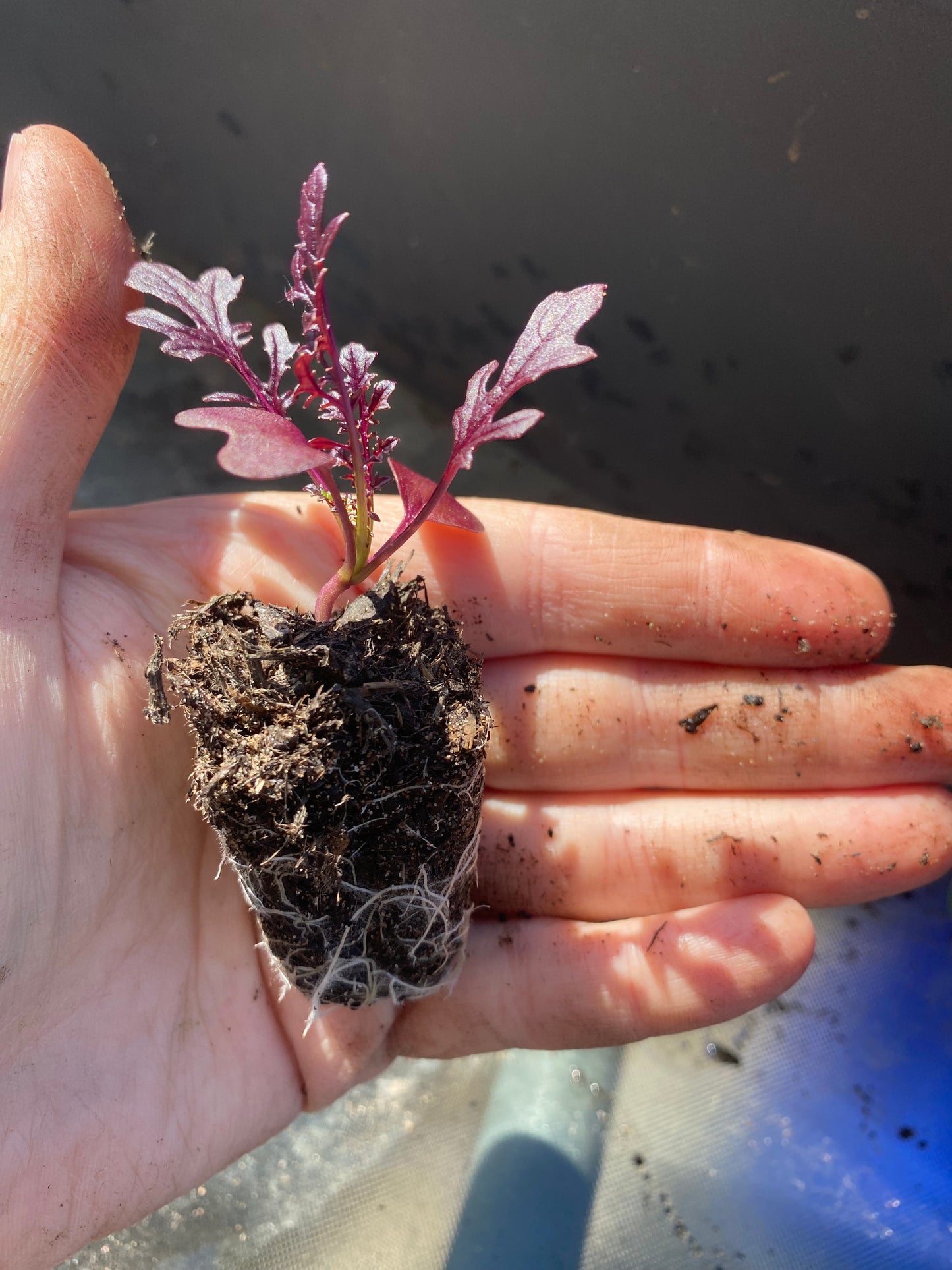 Salad Plug Plant Collection – Lettuce, Rocket, Spinach & Mustard | Perfect for Pots & Small Gardens