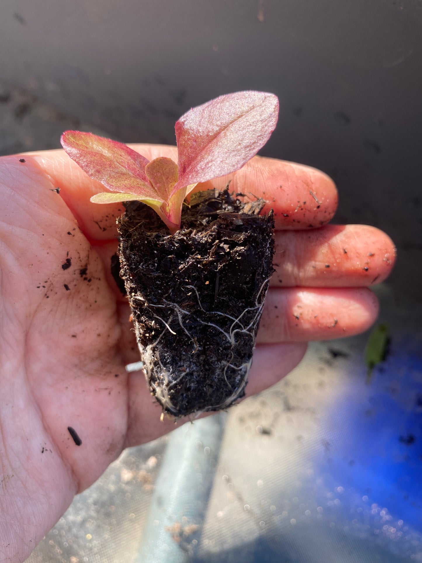 Salad Plug Plant Collection – Lettuce, Rocket, Spinach & Mustard | Perfect for Pots & Small Gardens