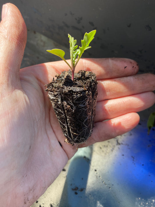 Salad Plug Plant Collection – Lettuce, Rocket, Spinach & Mustard | Perfect for Pots & Small Gardens