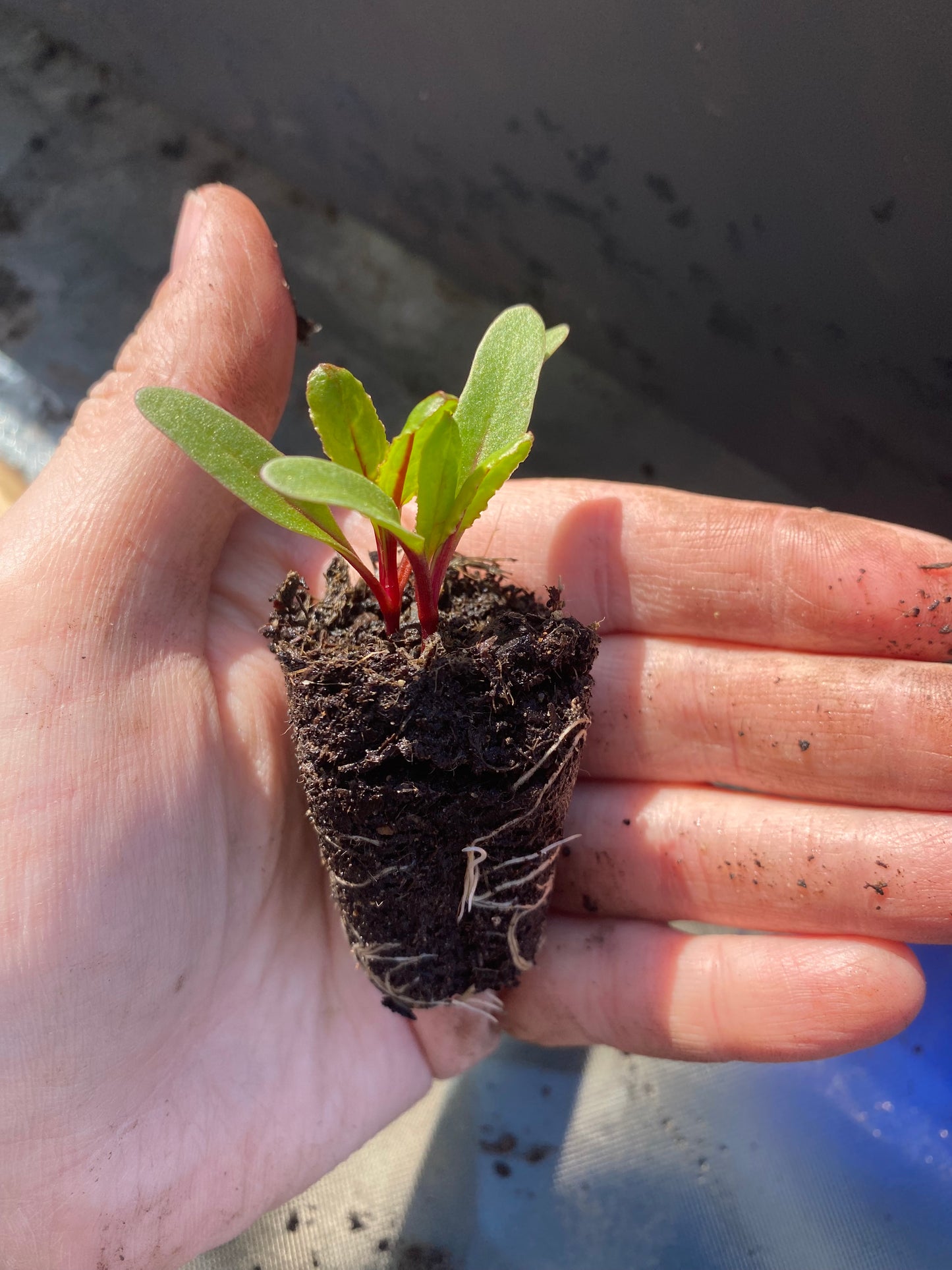 Salad Plug Plant Collection – Lettuce, Rocket, Spinach & Mustard | Perfect for Pots & Small Gardens