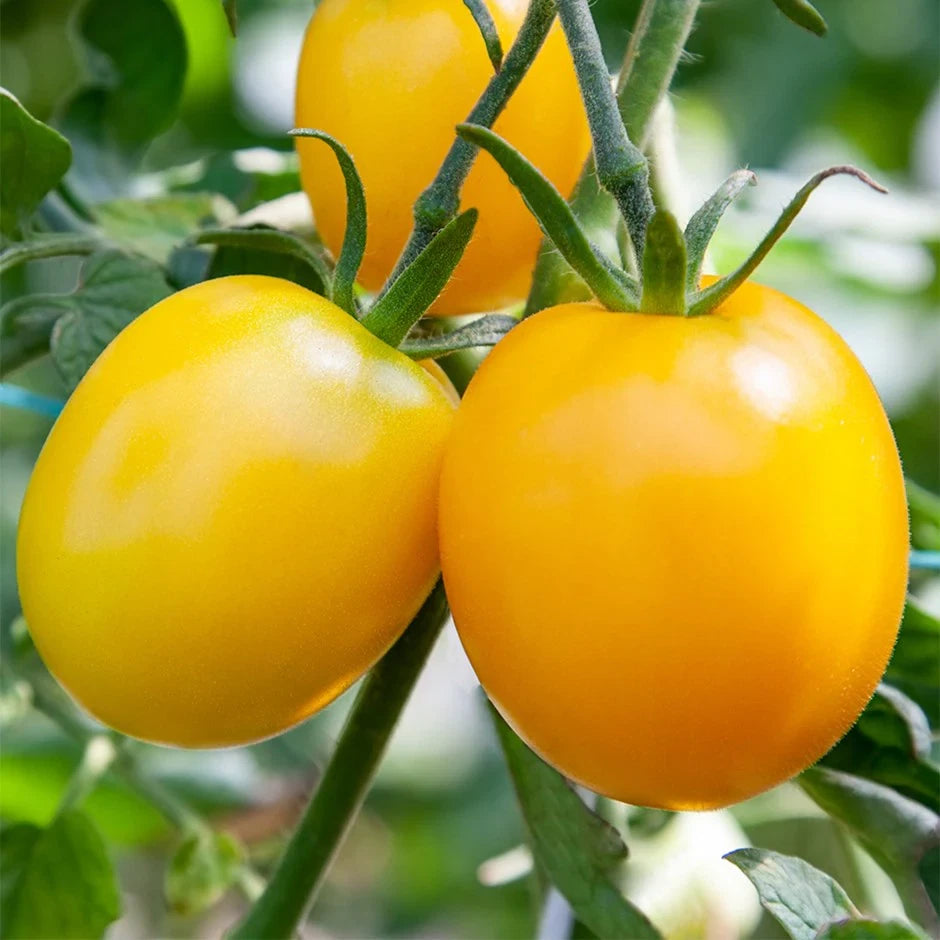 Golden Sunrise Tomato Plants - 6 Plug Plants for Pots & Small Spaces