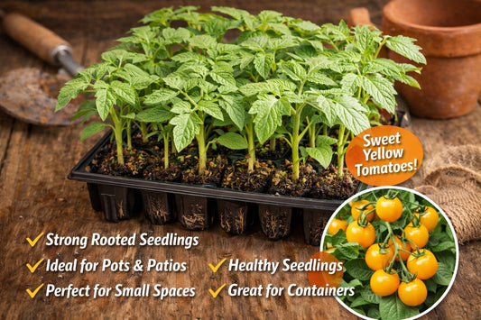 Golden Sunrise Tomato Plants - 6 Plug Plants for Pots & Small Spaces