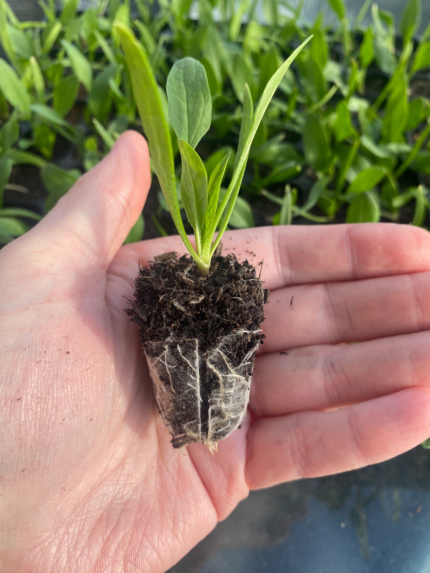 Spinach plug plants x6 | Ready to plant | Beginner friendly