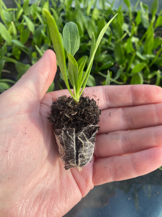 Spinach plug plants x6 | Ready to plant | Beginner friendly