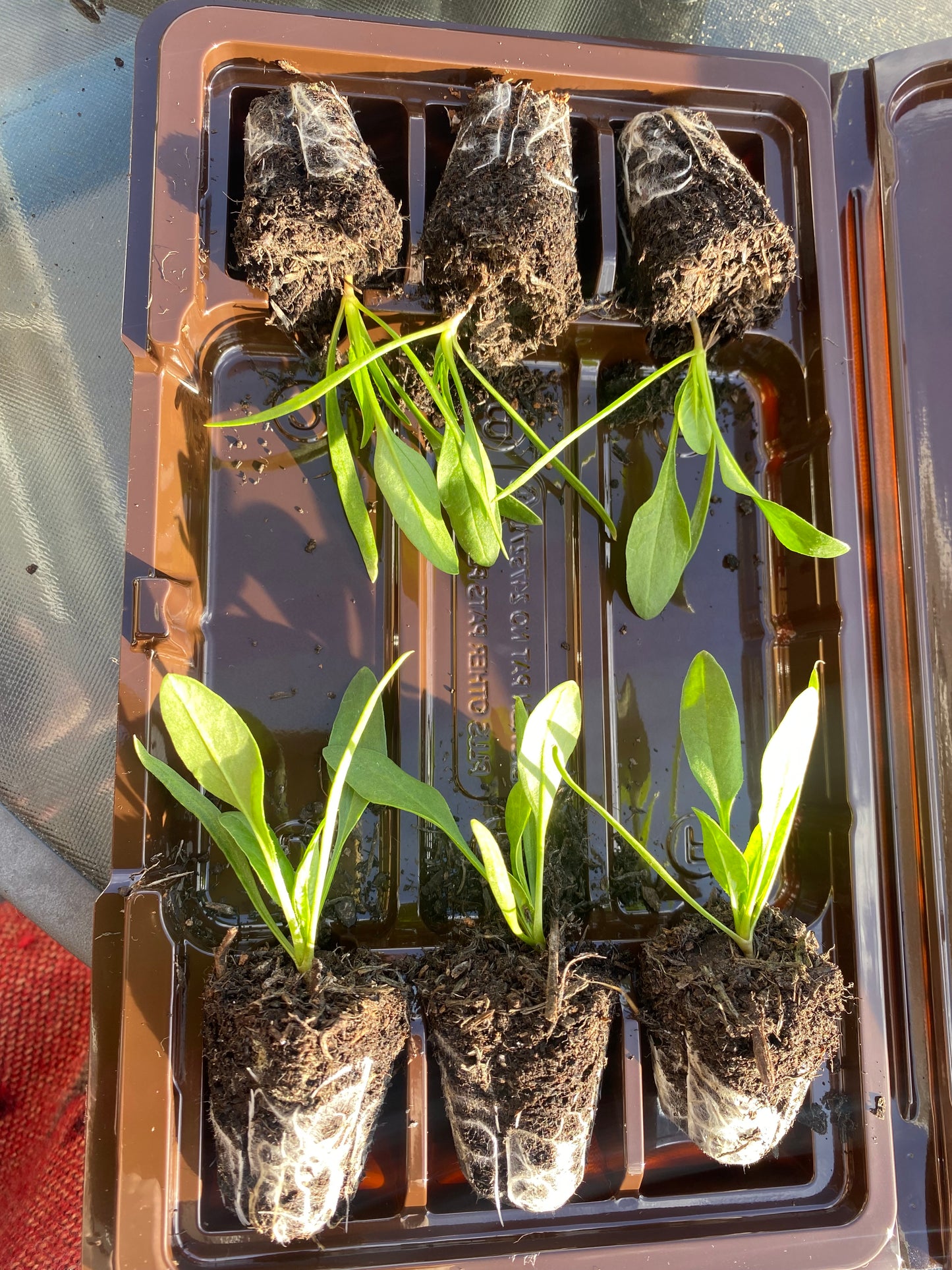 Spinach plug plants x6 | Ready to plant | Beginner friendly