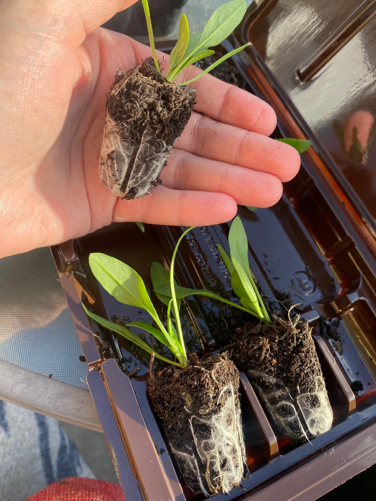 Spinach plug plants x6 | Ready to plant | Beginner friendly