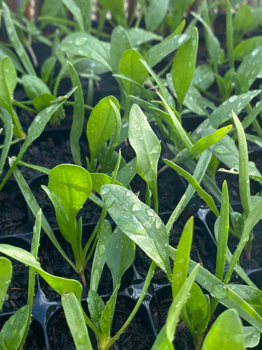 Spinach plug plants x6 | Ready to plant | Beginner friendly