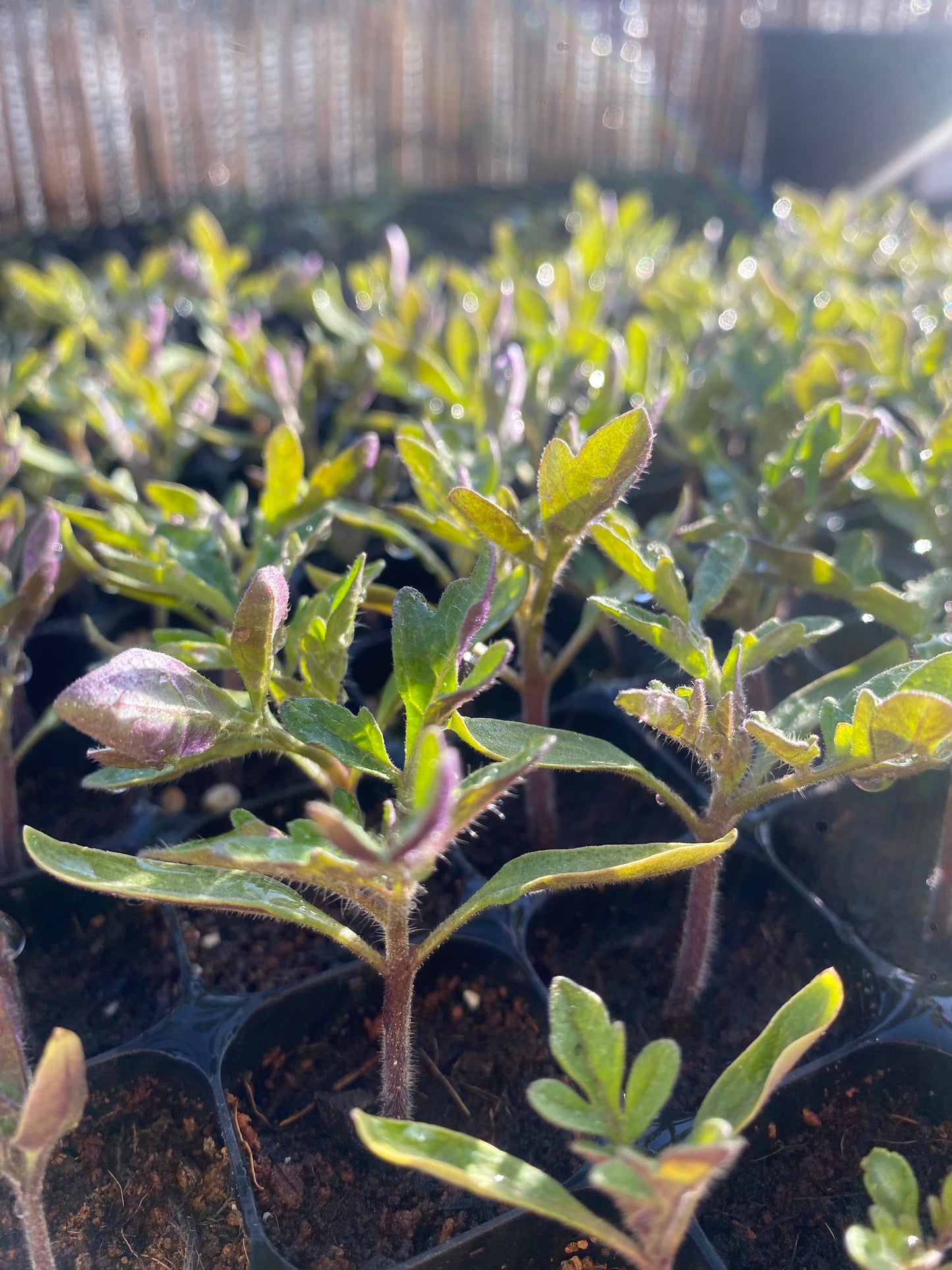 Golden Sunrise Tomato Plants - 6 Plug Plants for Pots & Small Spaces