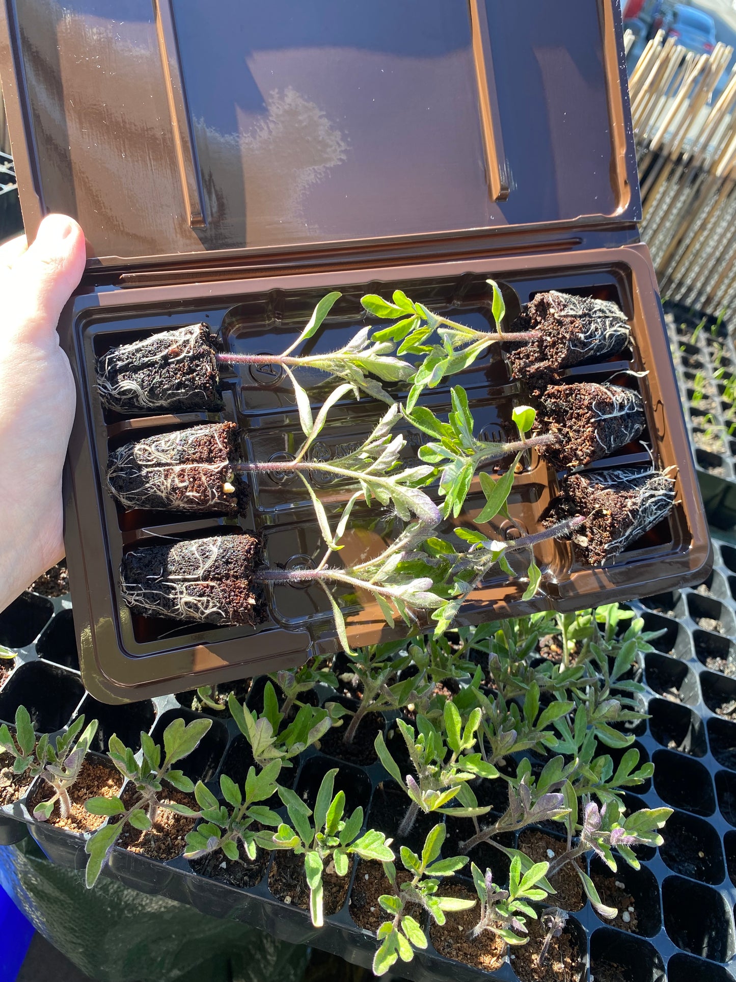 Golden Sunrise Tomato Plants - 6 Plug Plants for Pots & Small Spaces
