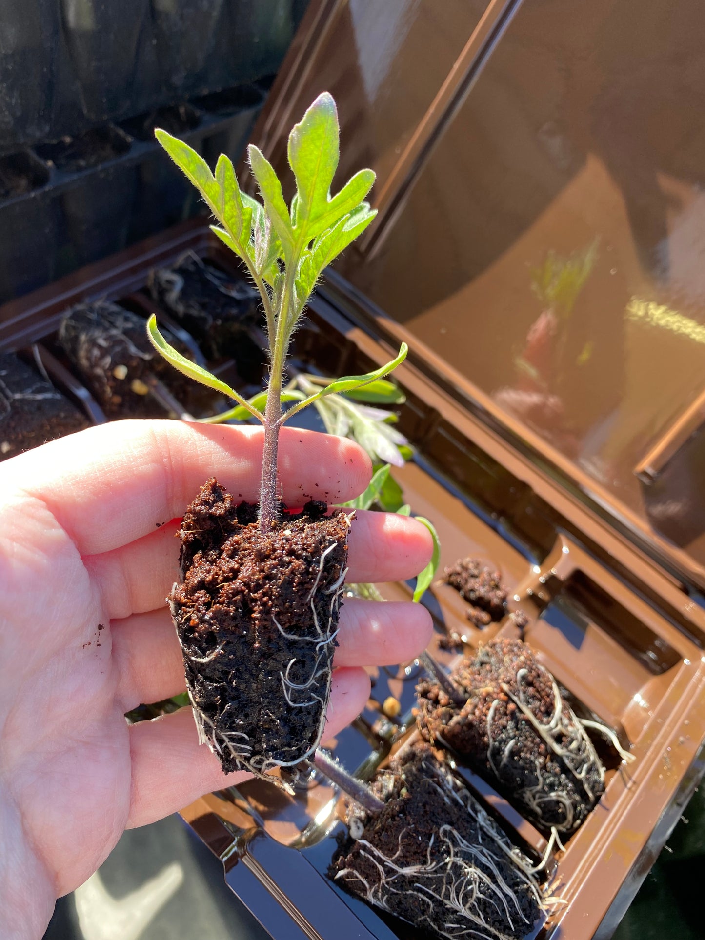 Golden Sunrise Tomato Plants - 6 Plug Plants for Pots & Small Spaces