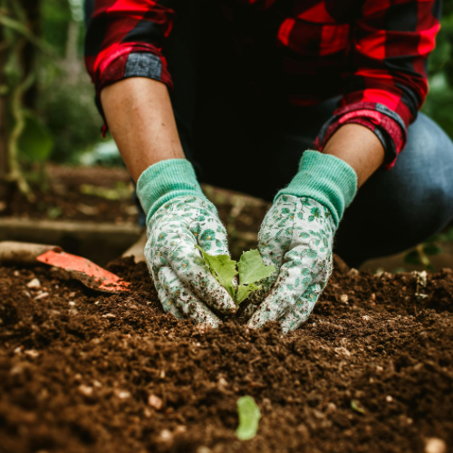 Salad Plug Plant Collection – Lettuce, Rocket, Spinach, Chive & Mustard | Perfect for Pots & Small Gardens