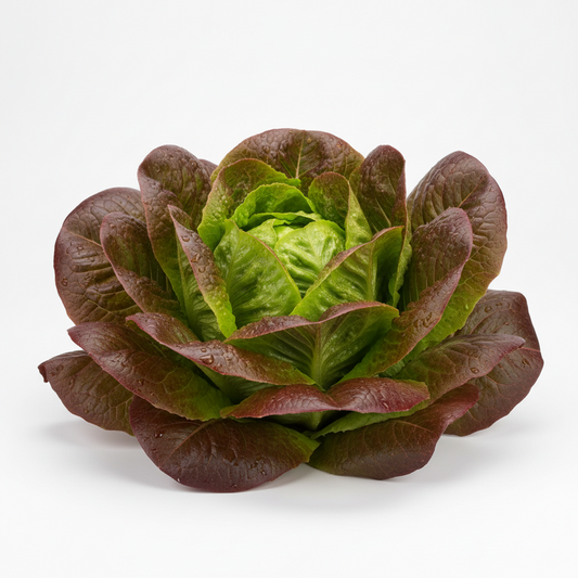 Salad Plug Plant Collection – Lettuce, Rocket, Spinach, Chive & Mustard | Perfect for Pots & Small Gardens