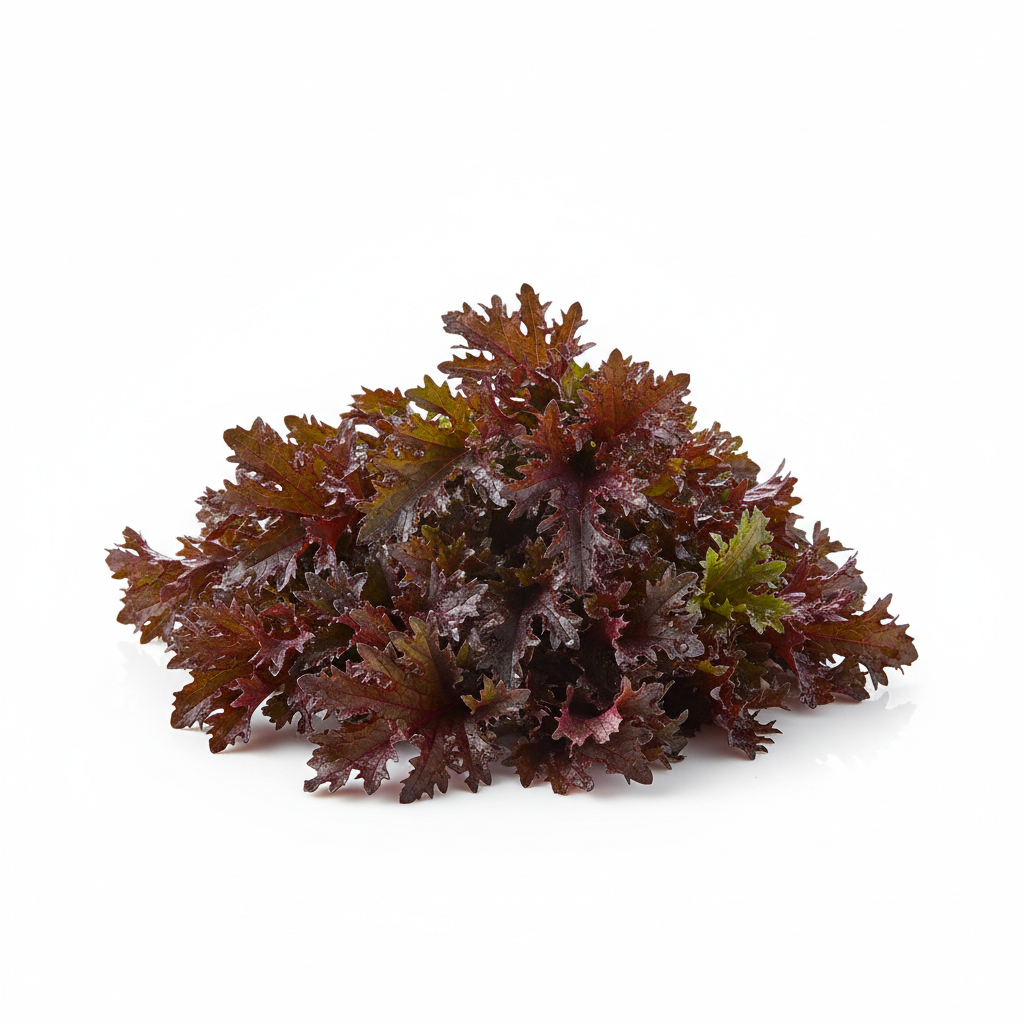 Salad Plug Plant Collection – Lettuce, Rocket, Spinach, Chive & Mustard | Perfect for Pots & Small Gardens